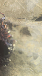 Elven court earrings | Silver Plated